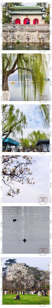 玄武湖与春花拼图