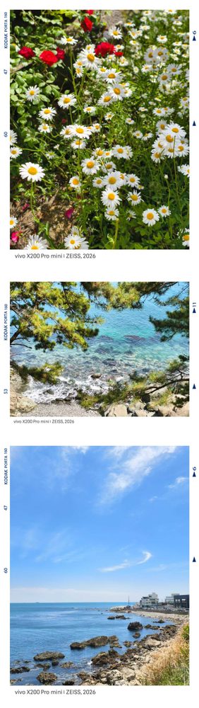 鲜花与海岸拼图