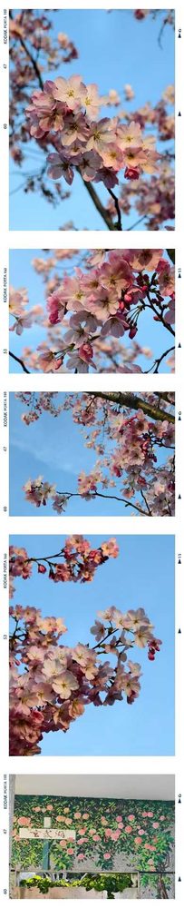 春花拼图