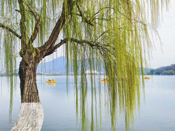 柳枝与湖面