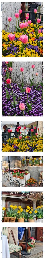 花枝拼图