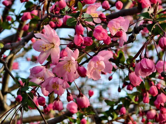 粉色花枝
